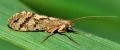 Rhyacophila sp.